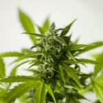 Marijuana Fertilizer